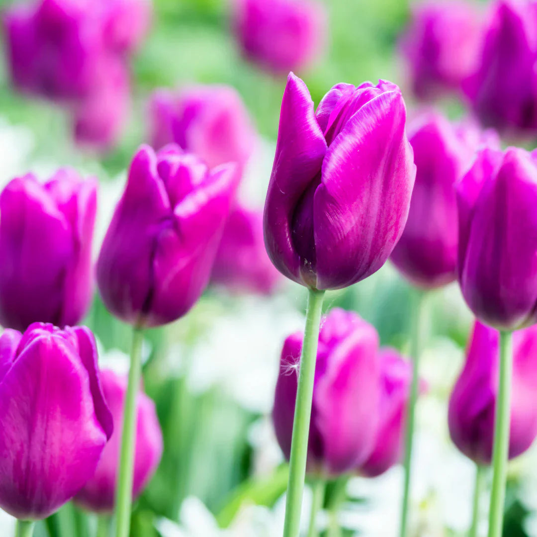 Tulip Flower seeds for Planting - Cottage Garden Essential, Heirloom & GMO Free Seeds for Home Garden
 
 Sale for planting in home garden