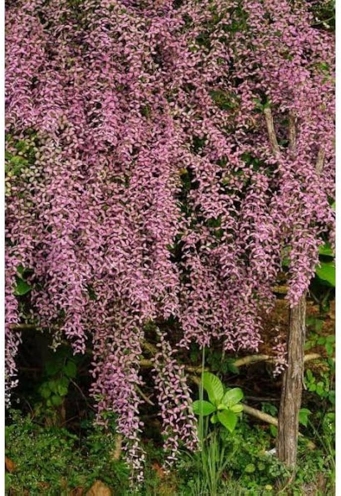 Shower Orchid or Wooly Congea or Congea Tomentosa Flower seeds for Planting - Sun Loving, Heirloom & GMO Free Seeds for Home Garden
 
 Sale seeds for planting in home garden
