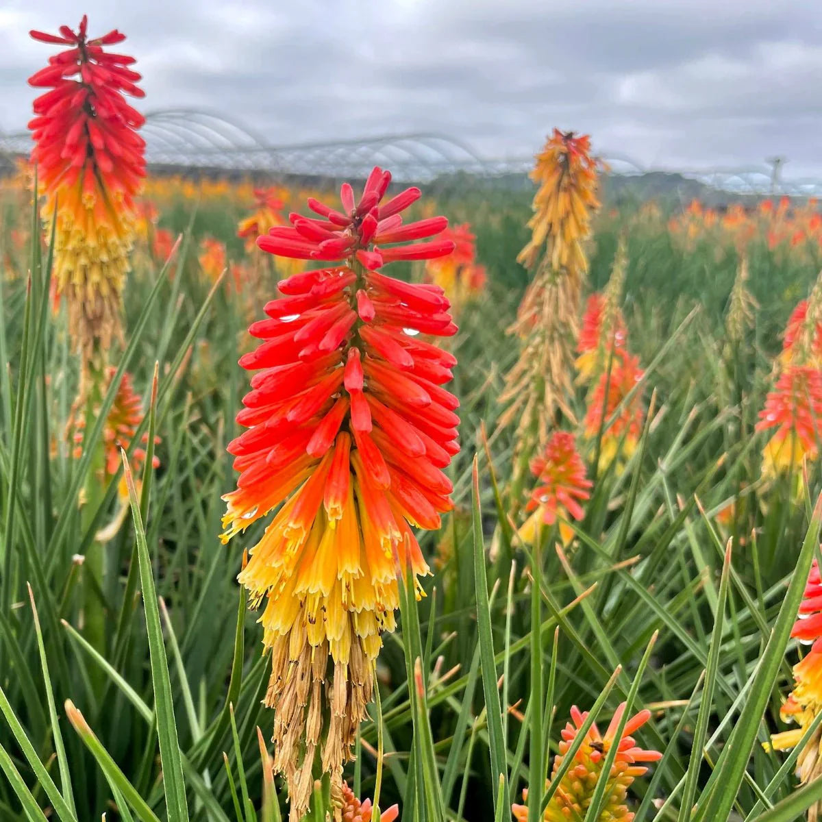 Red Yellow Kniphofia Flower seeds for Planting Low Maintenance Heirloom & GMO Free Seeds for Home Garden
 
 Sale seeds for home garden planting