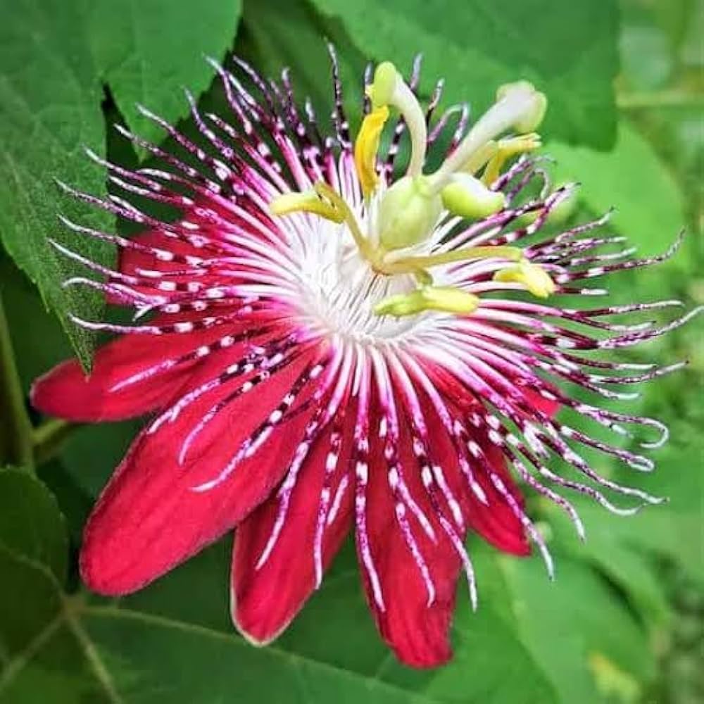 Red WingedStem Passion Flower seeds for Planting Easy to Grow Heirloom & GMO Free Seeds for Home Garden 
 
 Sale seeds for home garden planting
