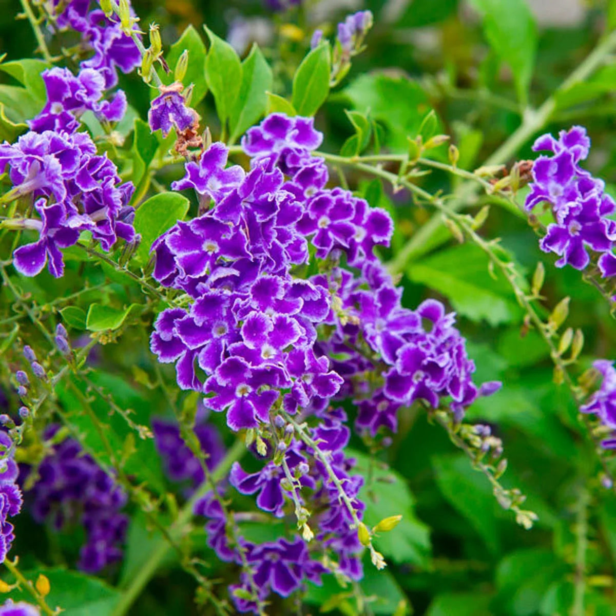Duranta Repens Flower seeds for Planting Long Bloom Season Heirloom & GMO Free Seeds for Home Garden 
 
 Sale seeds for home garden planting
