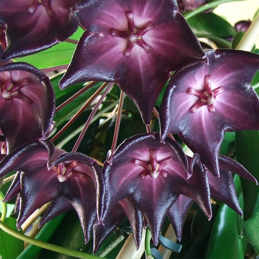 Purple White Hoya Flower seeds for Planting - Bright Blooms, Heirloom & GMO Free Seeds for Home Garden
 
 Sale for planting in home garden