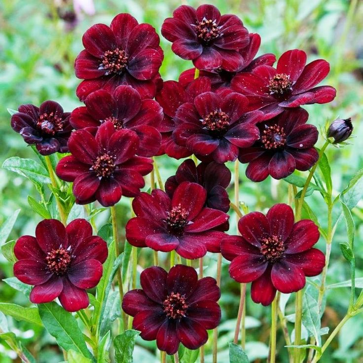 Marron Atrosanguineus Flower seeds for Planting - Hardy Variety, Heirloom & GMO Free Seeds for Home Garden
 
 Sale seeds for planting in home garden