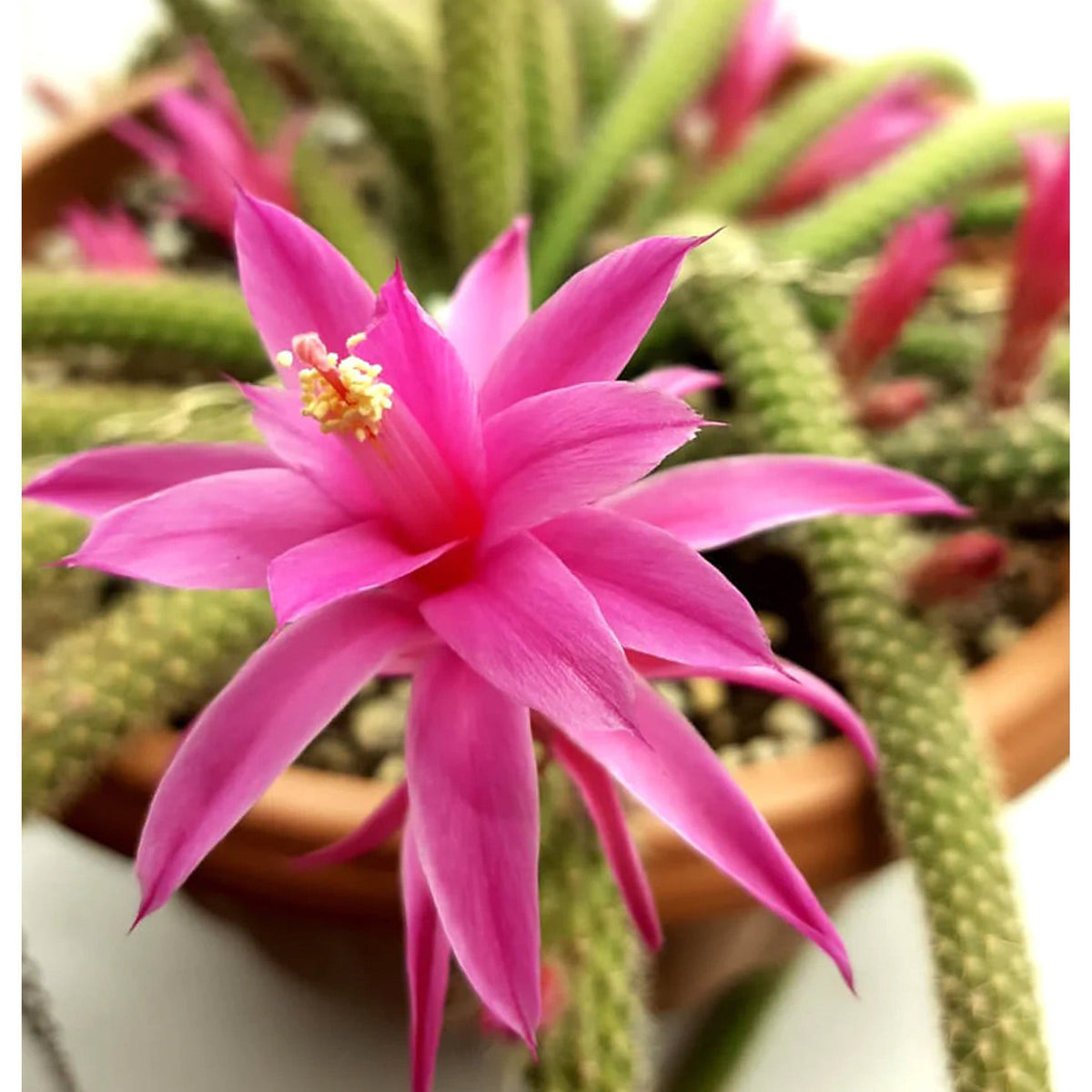 Aporocactus Flower seeds for Planting Pollinator Friendly Heirloom & GMO Free Seeds for Home Garden 
 
 Sale seeds for home garden planting