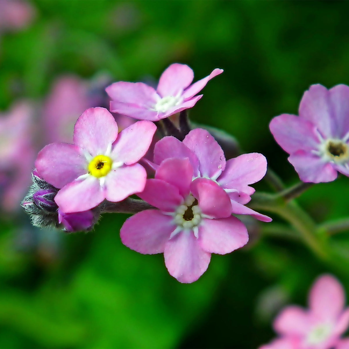 Vergissmeinnicht Flower seeds for Planting Sun Loving Heirloom & GMO Free Seeds for Home Garden 
 
 Sale seeds for home garden planting