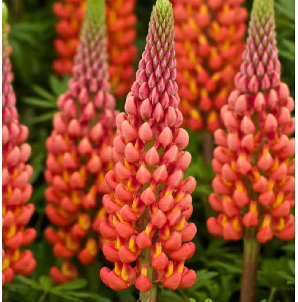Orange Lupine Flower seeds for Planting Fragrant Blossoms Heirloom & GMO Free Seeds for Home Garden 
 
 Sale seeds for home garden planting