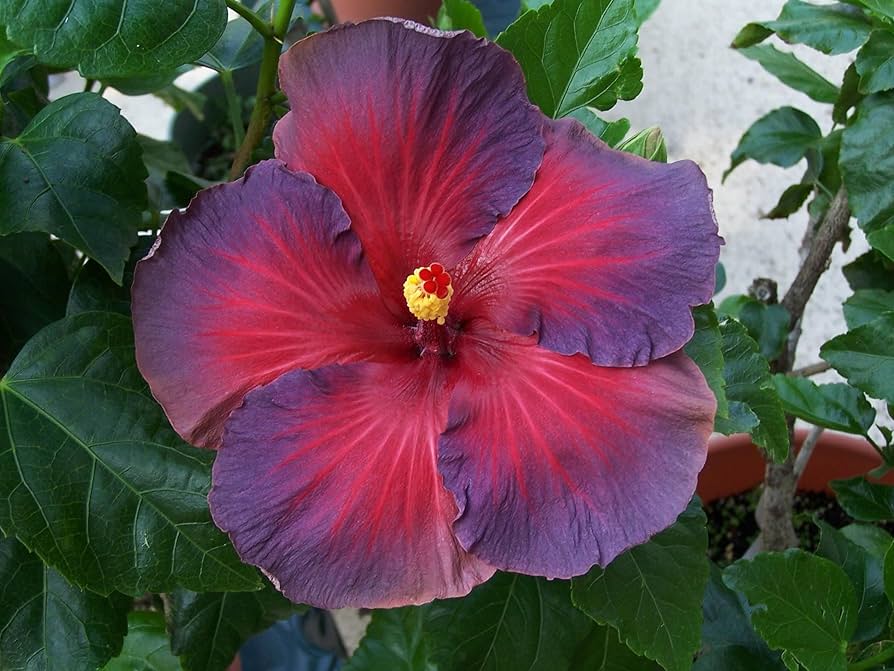Ash Red Hibiscus Flower seeds for Planting Long Bloom Season Heirloom & GMO Free Seeds for Home Garden 
 
 Sale seeds for home garden planting