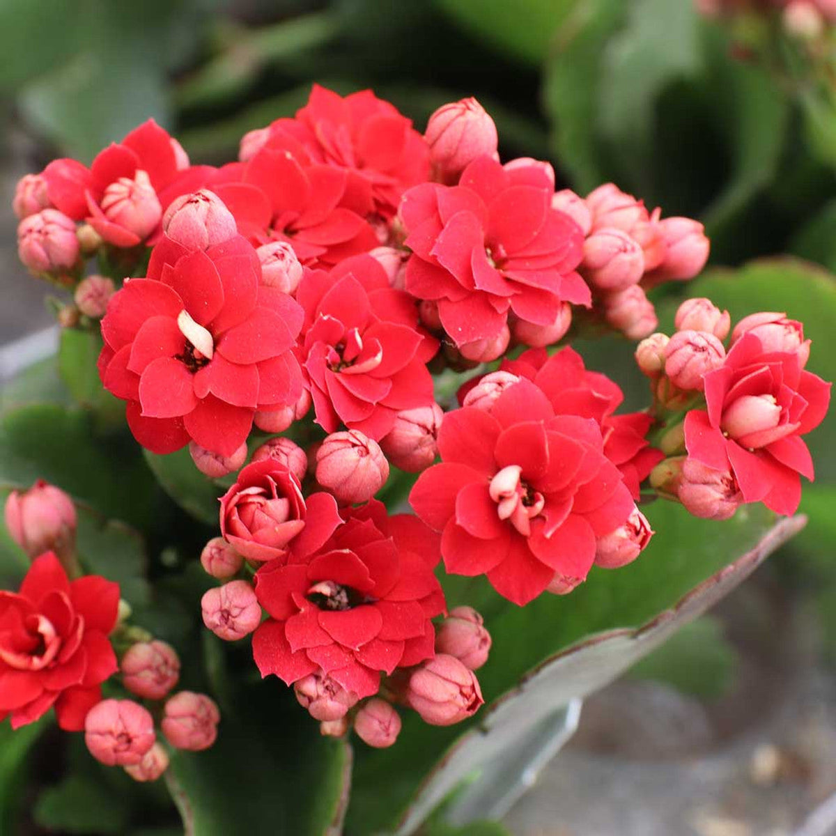Red Kalanchoe Flower seeds for Planting Colorful Display Heirloom & GMO Free Seeds for Home Garden
 
 Sale seeds for home garden planting