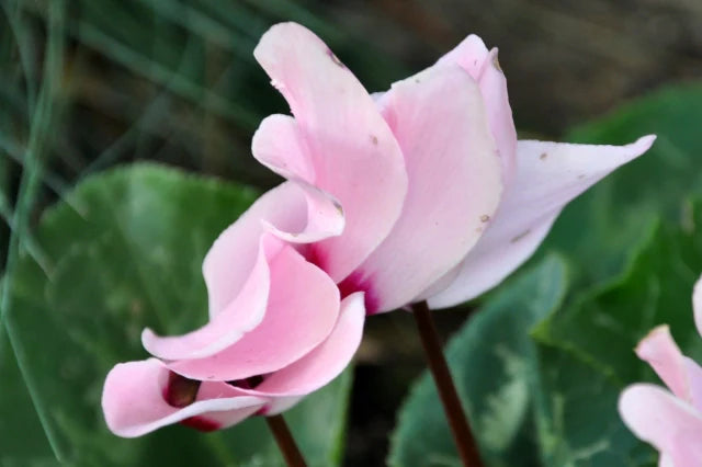 Pale Pink Cyclamen Flower seeds for Planting - Shade Tolerant, Heirloom & GMO Free Seeds for Home Garden
 
 Sale seeds for planting in home garden