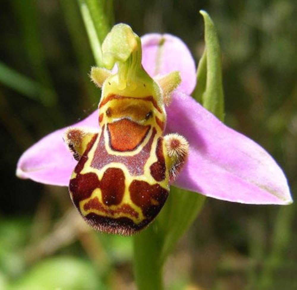 Bee Ragwort Flower seeds for Planting Easy to Grow Heirloom & GMO Free Seeds for Home Garden 
 
 Sale seeds for home garden planting