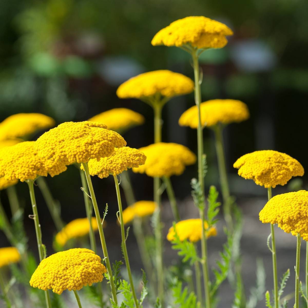 Colorado Perennial Flower seeds for Planting - Low Maintenance, Heirloom & GMO Free Seeds for Home Garden
 
 Sale for planting in home garden