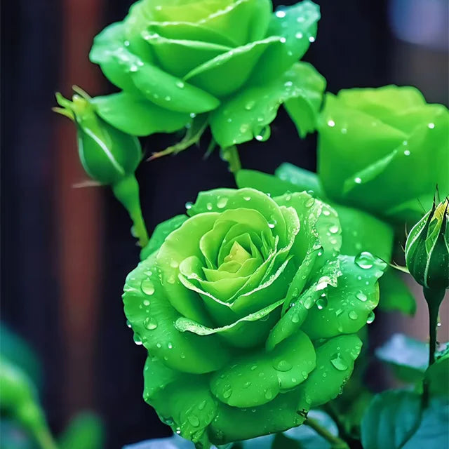 Green Roses Flower seeds for Planting Compact Growth Heirloom & GMO Free Seeds for Home Garden 
 
 Sale seeds for home garden planting