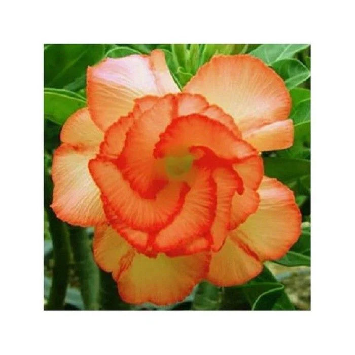 Orange Adenium Flower seeds for Planting - Seasonal Bloomer, Heirloom & GMO Free Seeds for Home Garden
 
 Sale seeds for planting in home garden