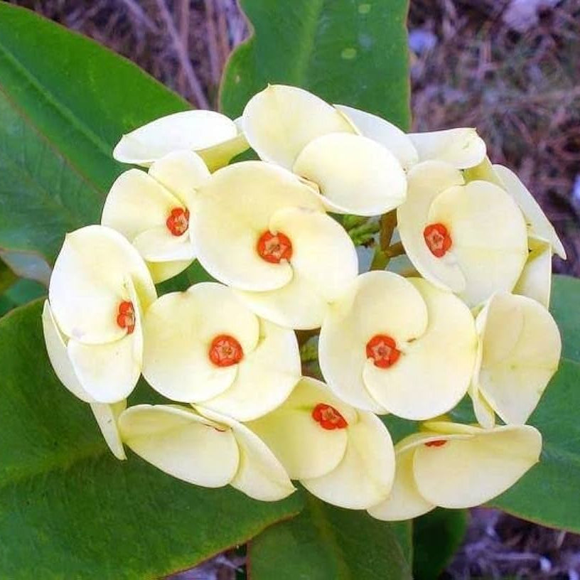 Thorn Flower seeds for Planting Cottage Garden Essential Heirloom & GMO Free Seeds for Home Garden
 
 Sale seeds for home garden planting