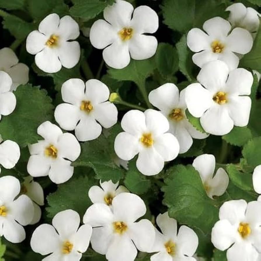 White Bacopa Flower seeds for Planting Pollinator Friendly Heirloom & GMO Free Seeds for Home Garden 
 
 Sale seeds for home garden planting