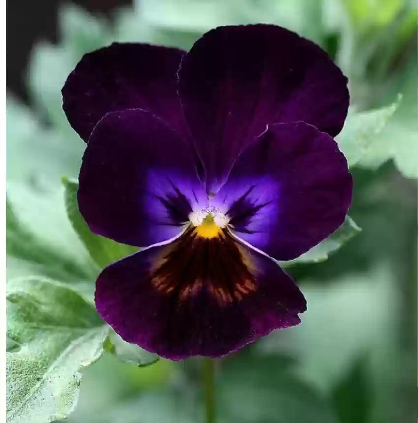 Violet Pansy Flower seeds for Planting - Compact Growth, Heirloom & GMO Free Seeds for Home Garden
 
 Sale seeds for home garden