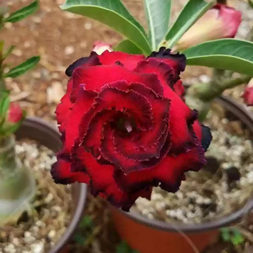 Burgundy Adenium Flower seeds for Planting Bright Blooms Heirloom & GMO Free Seeds for Home Garden 
 
 Sale seeds for home garden planting