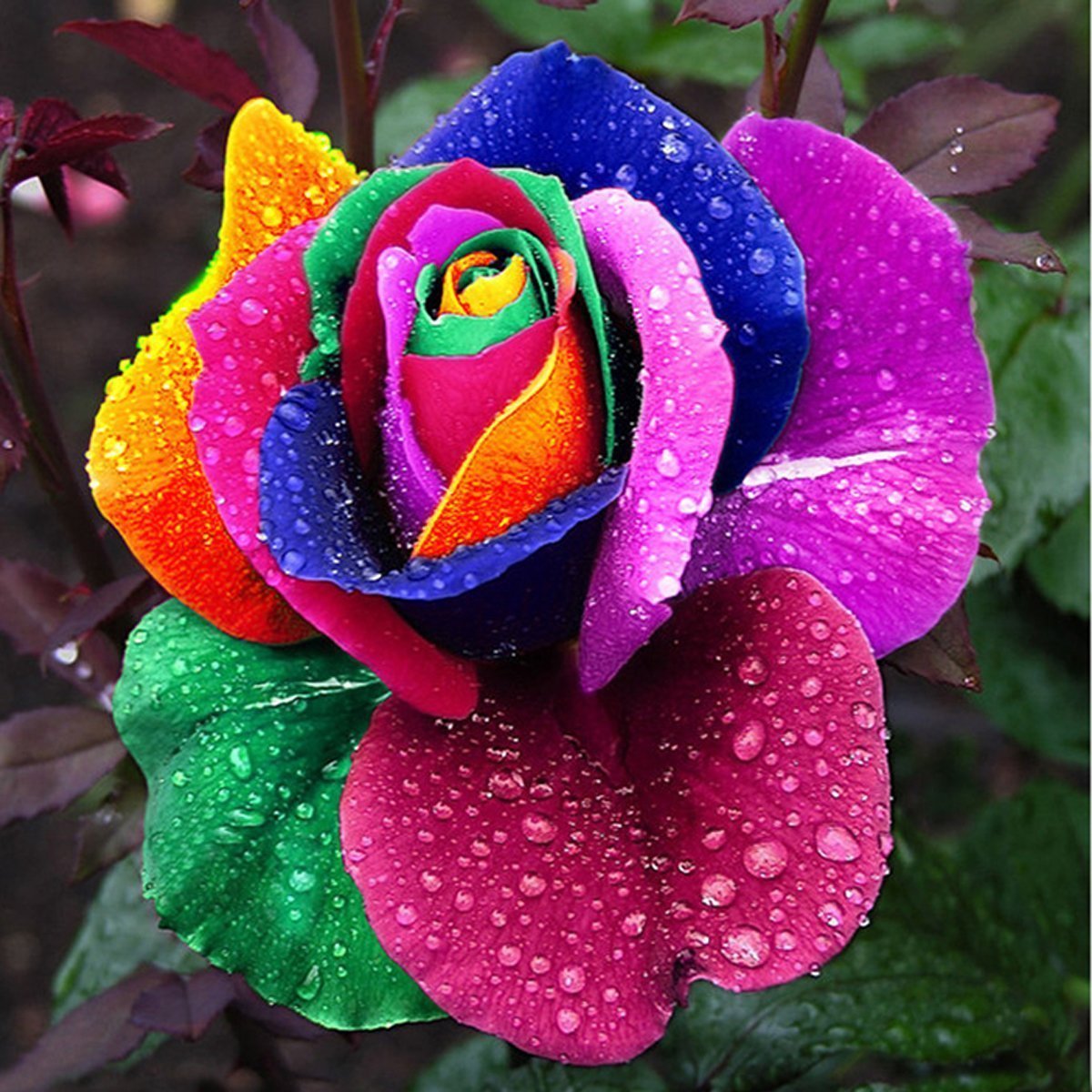 Multicolor Rose Flower seeds for Planting - Cottage Garden Essential, Heirloom & GMO Free Seeds for Home Garden
 
 Sale seeds for home garden