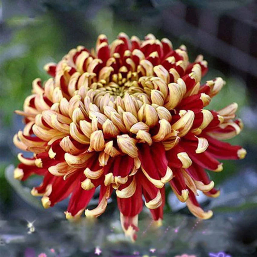 Yellow Red Chrysanthemum Flower seeds for Planting - Seasonal Bloomer, Heirloom & GMO Free Seeds for Home Garden
 
 Sale seeds for planting in home garden