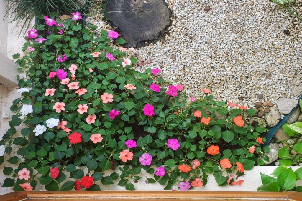 Lizzie Flower seeds for Planting - Wildflower Mix, Heirloom & GMO Free Seeds for Home Garden
 
 Sale seeds for planting in home garden