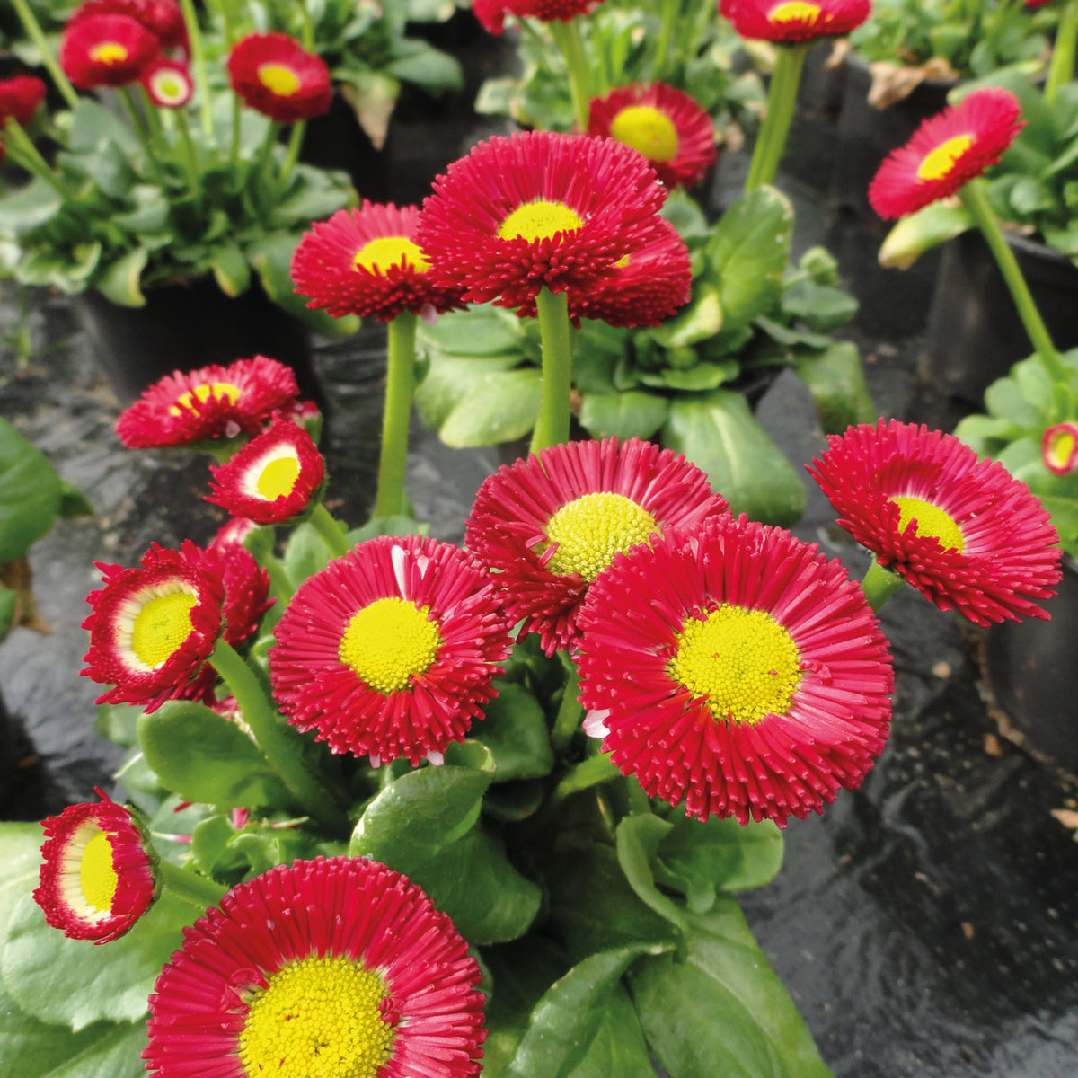 Red Yellow Bellis Flower seeds for Planting Colorful Display Heirloom & GMO Free Seeds for Home Garden
 
 Sale seeds for home garden planting