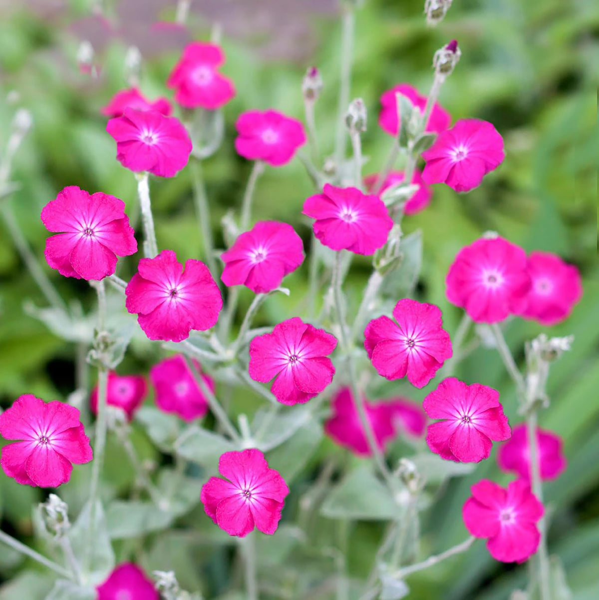 Pink Campion Flower seeds for Planting Perfect for Borders Heirloom & GMO Free Seeds for Home Garden 
 
 Sale seeds for home garden planting