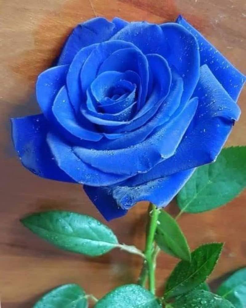 Thai Blue Rose Flower seeds for Planting - Colorful Display, Heirloom & GMO Free Seeds for Home Garden
 
 Sale seeds for planting in home garden