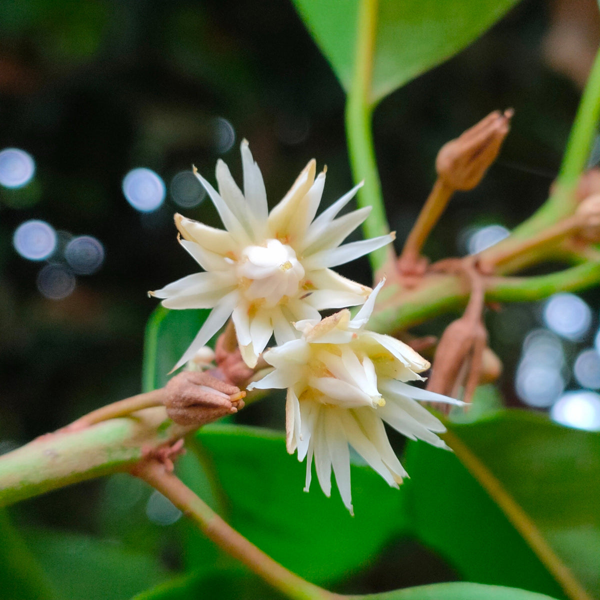 Mimusops Flower seeds for Planting Garden Favorite Heirloom & GMO Free Seeds for Home Garden 
 
 Sale seeds for home garden planting