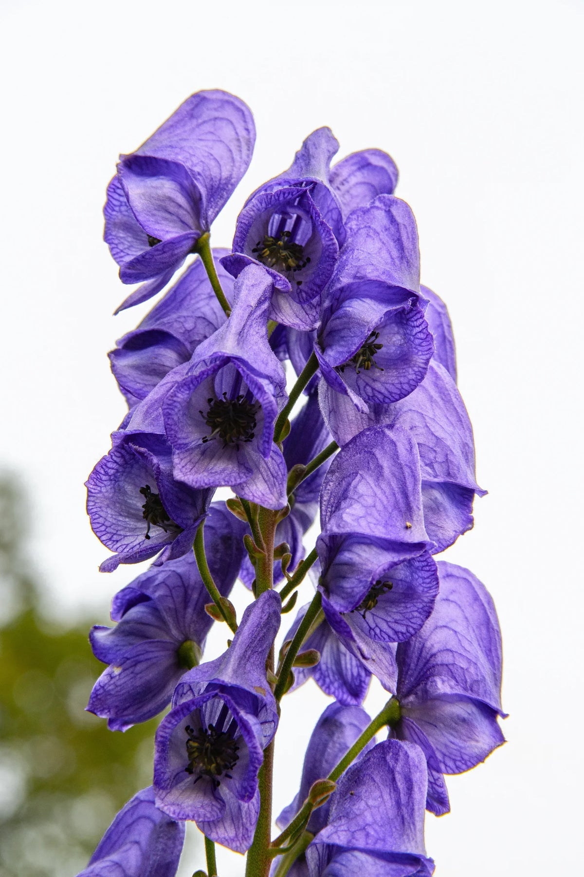 Blue Aconitum Napellus Flower seeds for Planting - Premium Quality, Heirloom & GMO Free Seeds for Home Garden
 
 Sale seeds for planting in home garden