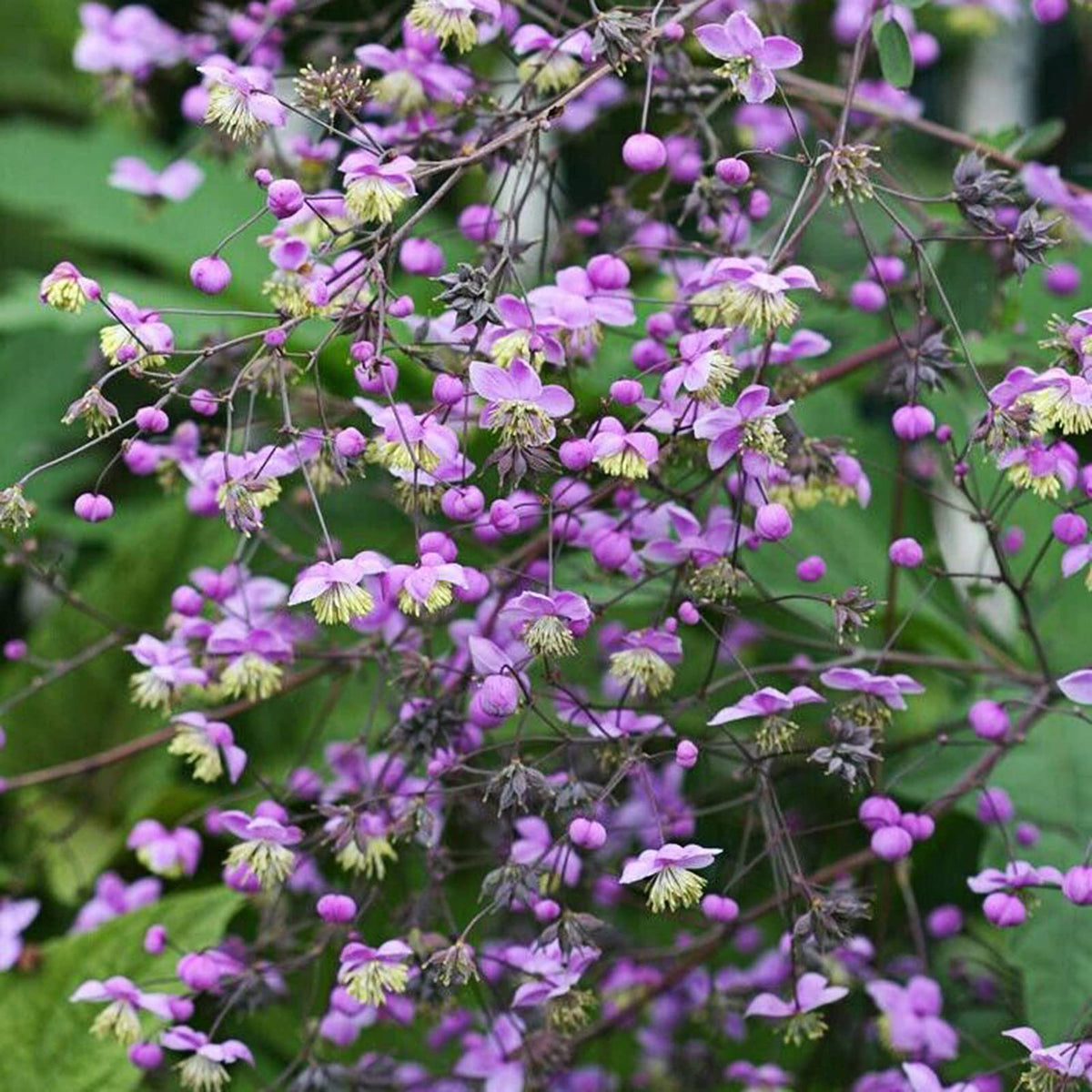 Thalictrum Flower seeds for Planting Premium Quality Heirloom & GMO Free Seeds for Home Garden 
 
 Sale seeds for home garden planting