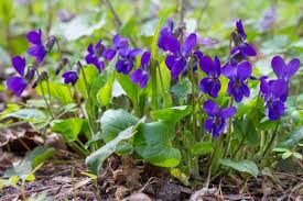 Purple Viola Odorata Flower seeds for Planting - Pollinator Friendly, Heirloom & GMO Free Seeds for Home Garden
 
 Sale seeds for home garden