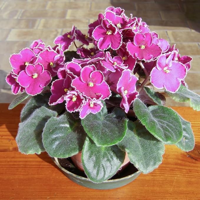 Violet Pink African or Saintpaulia ionantha Flower seeds for Planting Long Bloom Season Heirloom & GMO Free Seeds for Home Garden
 
 Sale seeds for home garden planting