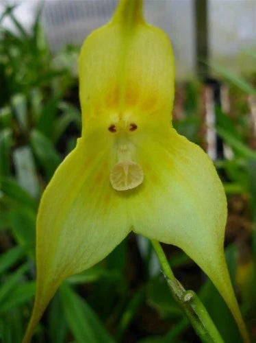 Light Green Monkey Face Orchid Seeds Flower seeds for Planting Hardy Variety Heirloom & GMO Free Seeds for Home Garden 
 
 Sale seeds for home garden planting