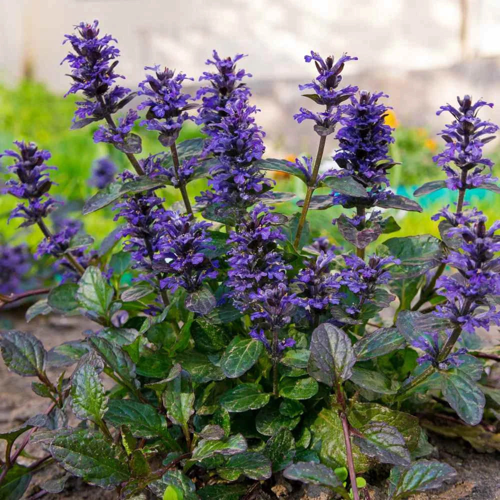 Ajuga Flower seeds for Planting Perfect for Borders Heirloom & GMO Free Seeds for Home Garden 
 
 Sale seeds for home garden planting