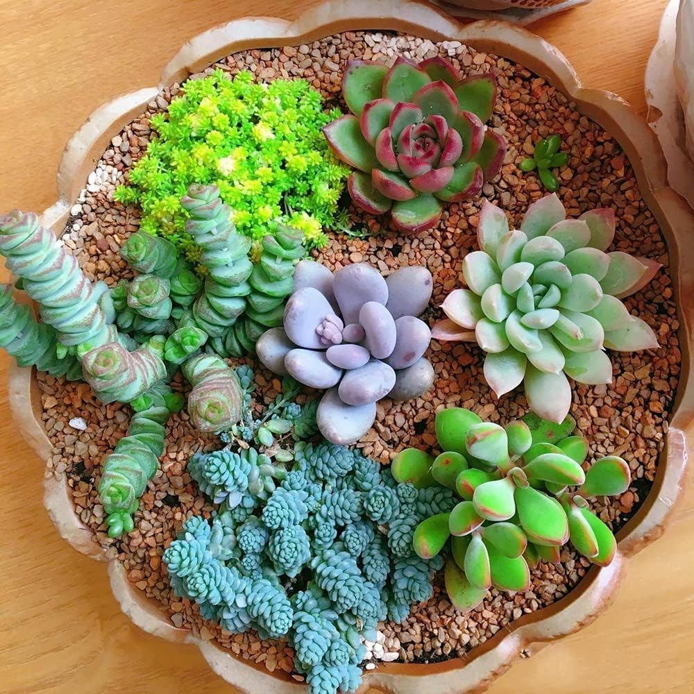 Mixed Echeveria Succulent Flower seeds for Planting Shade Tolerant Heirloom & GMO Free Seeds for Home Garden 
 
 Sale seeds for home garden planting