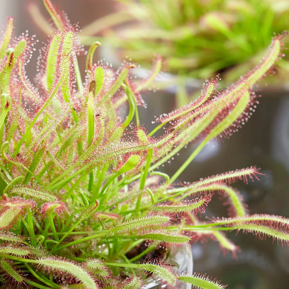 Green Sundew Clip Flower seeds for Planting - Bright Blooms, Heirloom & GMO Free Seeds for Home Garden
 
 Sale seeds for planting in home garden