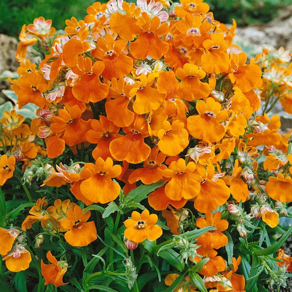 Nemesia Flower seeds for Planting Perfect for Borders Heirloom & GMO Free Seeds for Home Garden
 
 Sale seeds for home garden planting