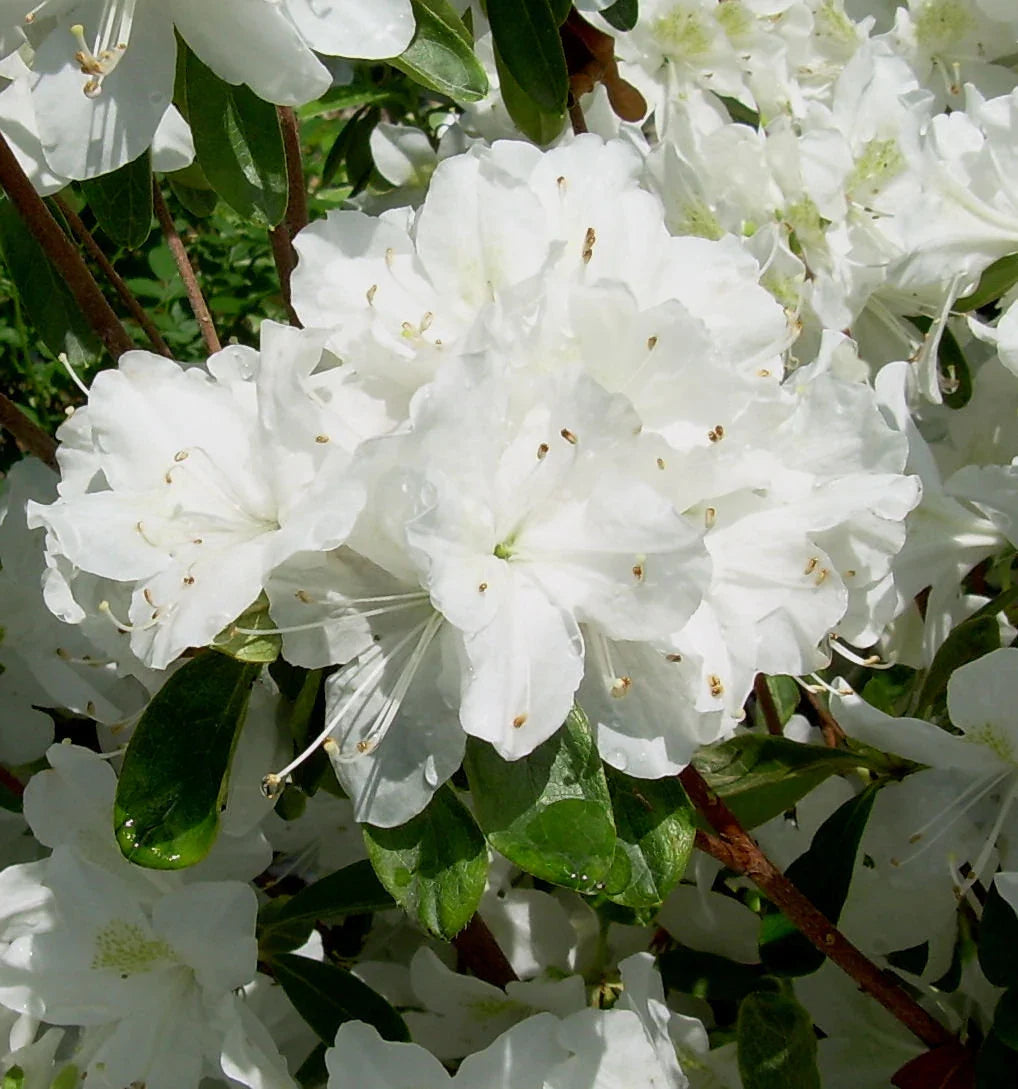 Rhododendron Flower seeds for Planting - Colorful Display, Heirloom & GMO Free Seeds for Home Garden
 
 Sale for planting in home garden