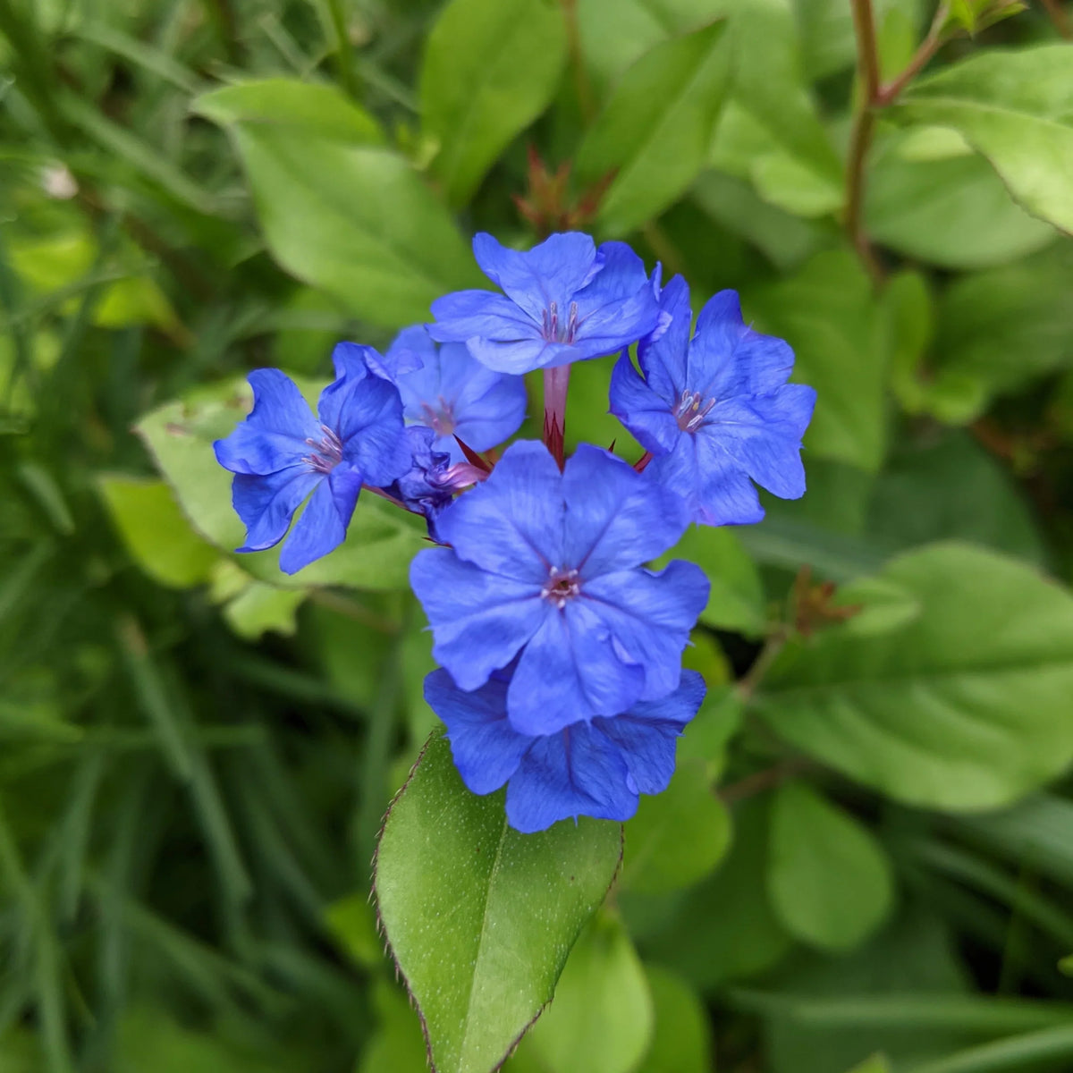 Ceratostigma Plumbaginoides Flower seeds for Planting Sun Loving Heirloom & GMO Free Seeds for Home Garden 
 
 Sale seeds for home garden planting