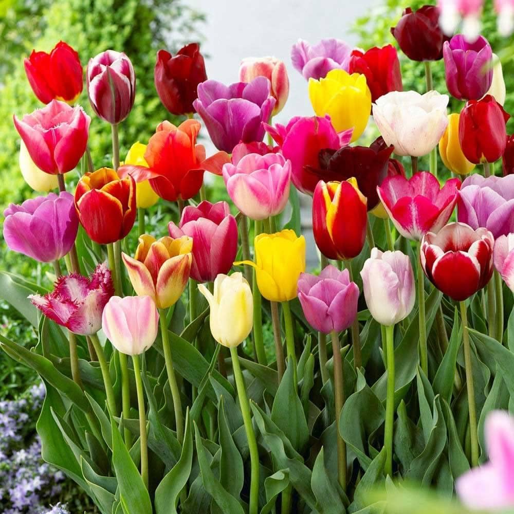 Mixed Tulip Flower seeds for Planting Cut Flower Favorite Heirloom & GMO Free Seeds for Home Garden 
 
 Sale seeds for home garden planting