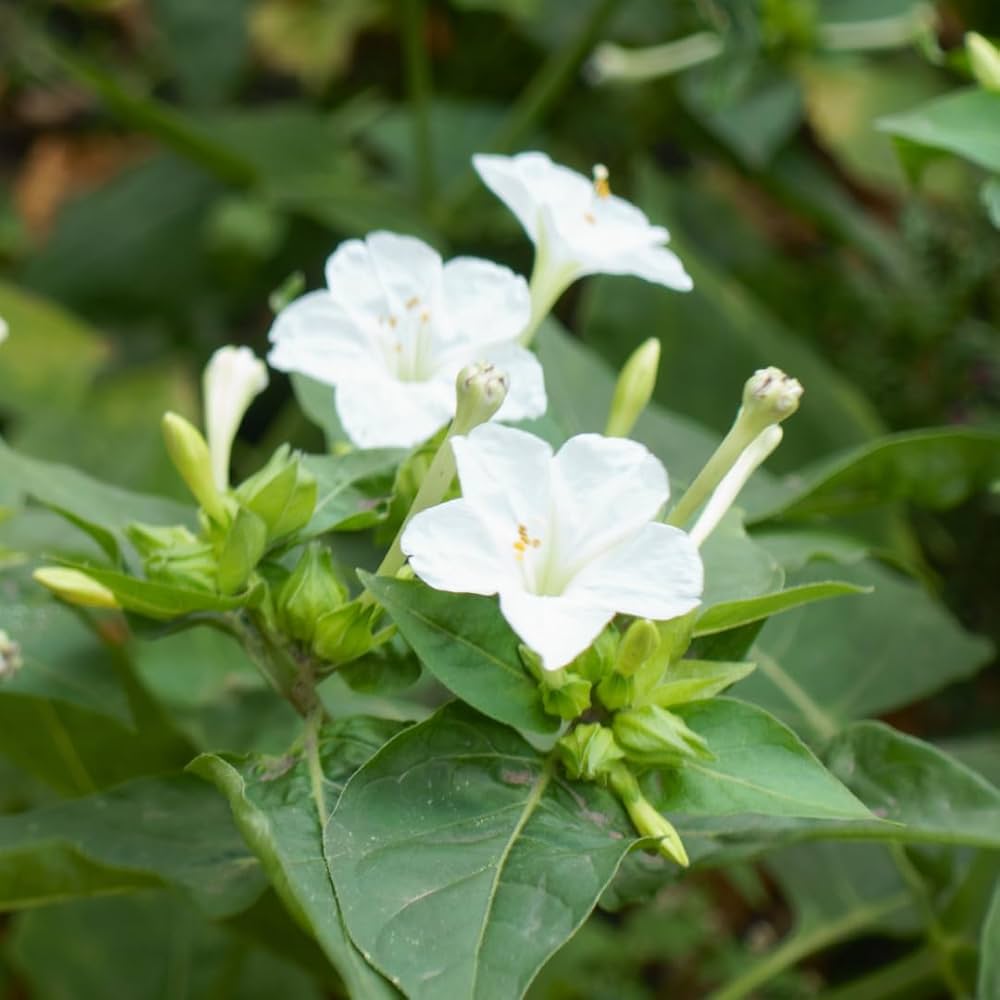 White Four O'Clock Flower seeds for Planting Shade Tolerant Heirloom & GMO Free Seeds for Home Garden 
 
 Sale seeds for home garden planting