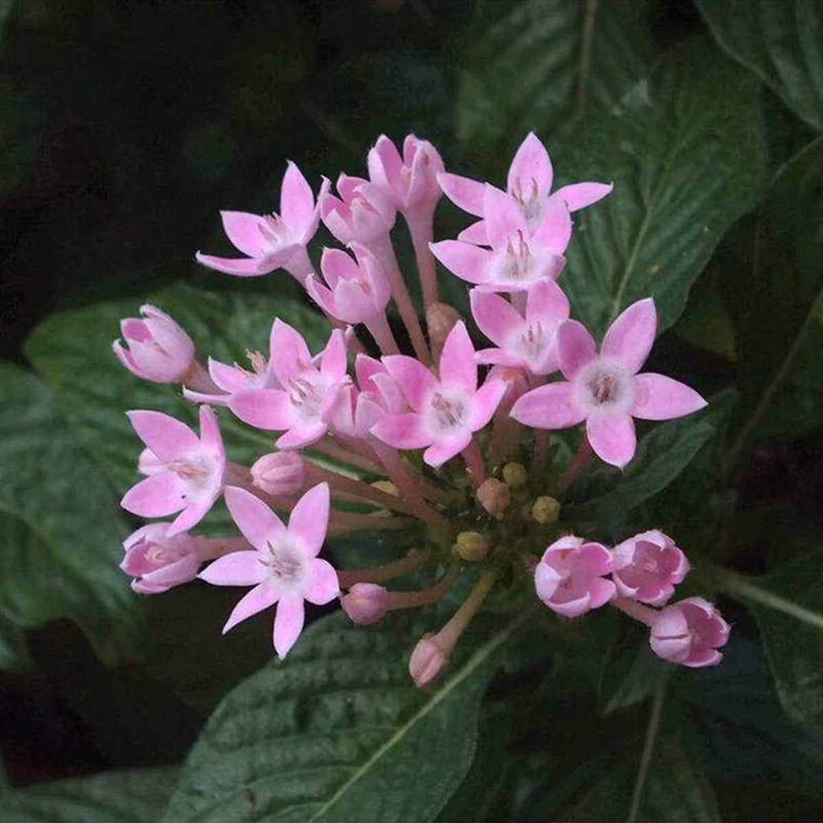 Pink Serpentina Flower seeds for Planting Low Maintenance Heirloom & GMO Free Seeds for Home Garden 
 
 Sale seeds for home garden planting