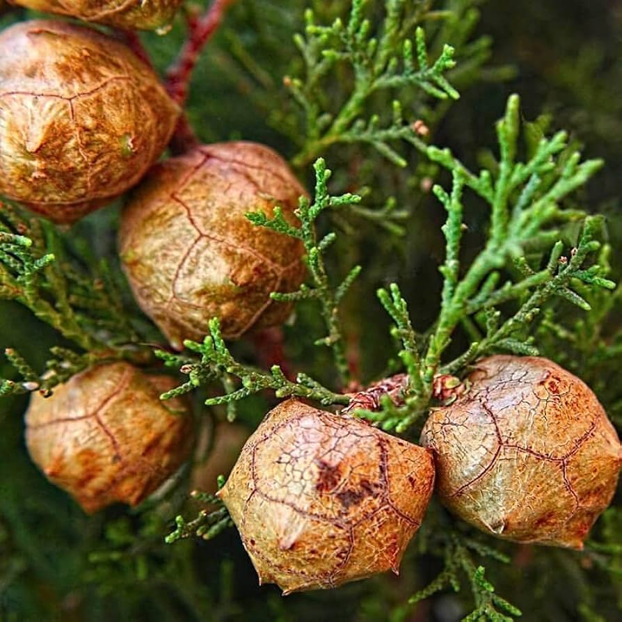 Italian Cypress Tree Seeds (Cupressus sempervirens) Flower seeds for Planting Seasonal Bloomer Heirloom & GMO Free Seeds for Home Garden 
 
 Sale seeds for home garden planting