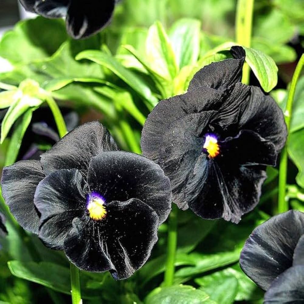 Black Viola Flower seeds for Planting - Easy to Grow, Heirloom & GMO Free Seeds for Home Garden
 
 Sale for planting in home garden