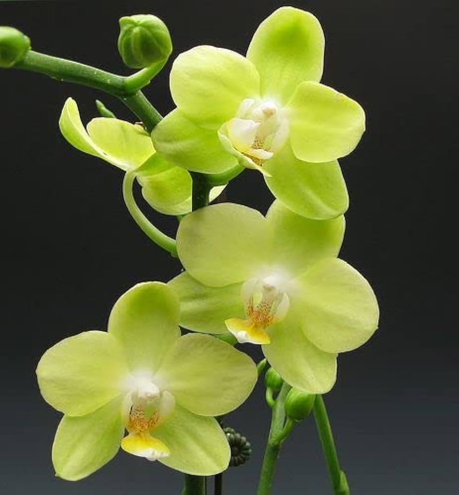 Green Phalaenopsis Orchid Flower seeds for Planting Easy to Grow Heirloom & GMO Free Seeds for Home Garden 
 
 Sale seeds for home garden planting