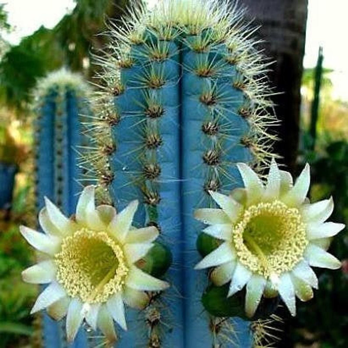 Blue Pilosocereus Flower seeds for Planting - Drought Tolerant, Heirloom & GMO Free Seeds for Home Garden
 
 Sale for planting in home garden