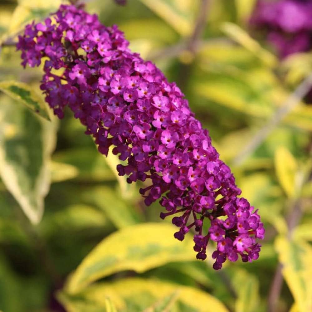 Violet Buddleia Davidii Flower seeds for Planting Cut Flower Favorite Heirloom & GMO Free Seeds for Home Garden 
 
 Sale seeds for home garden planting