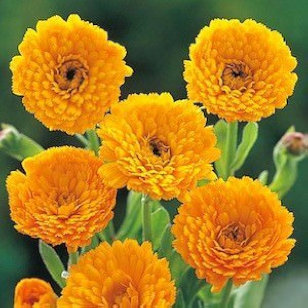 Yellow Flower Pot Flower seeds for Planting - Vibrant Colors, Heirloom & GMO Free Seeds for Home Garden
 
 Sale seeds for planting in home garden