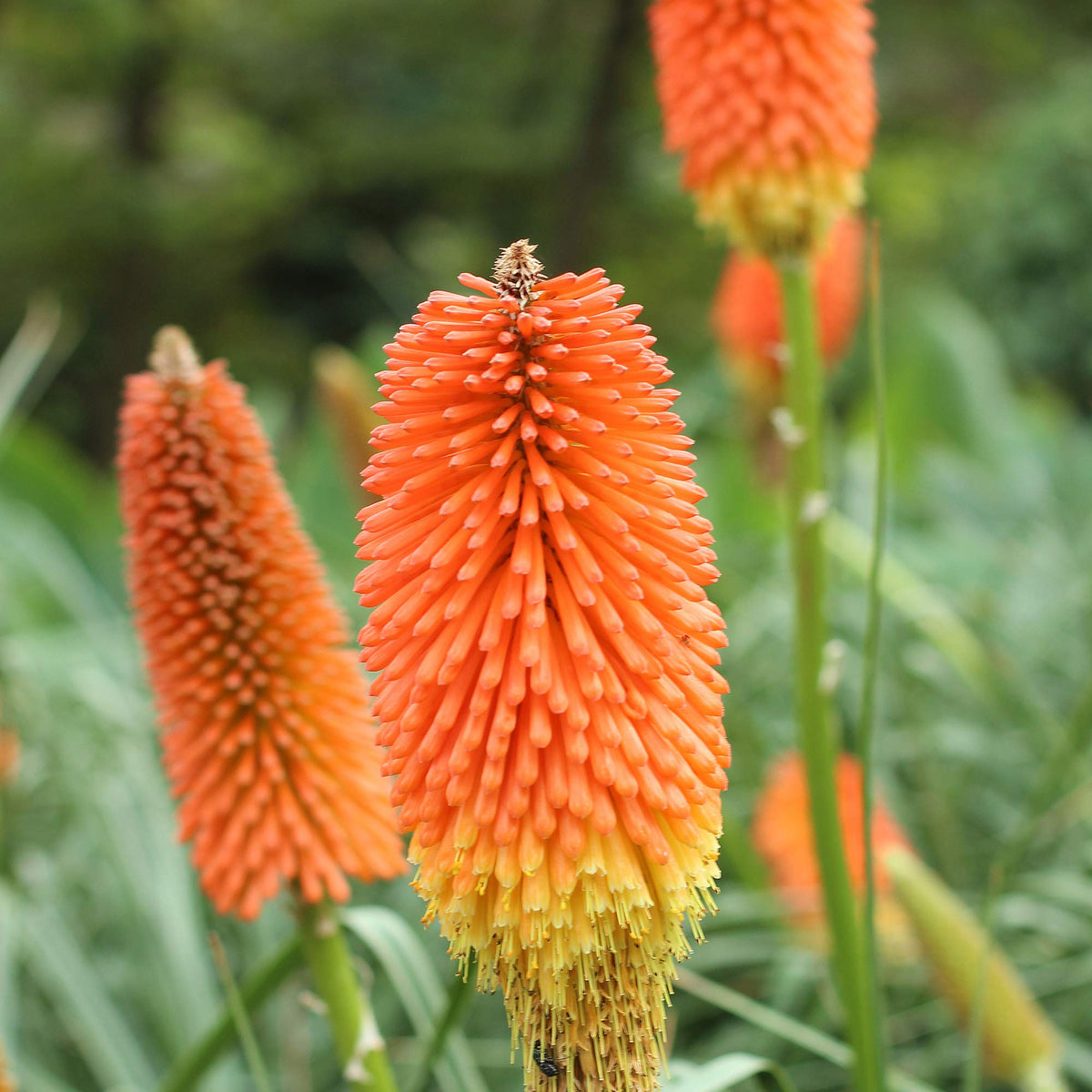 Kniphofia Uvaria Flower seeds for Planting Perfect for Borders Heirloom & GMO Free Seeds for Home Garden 
 
 Sale seeds for home garden planting
