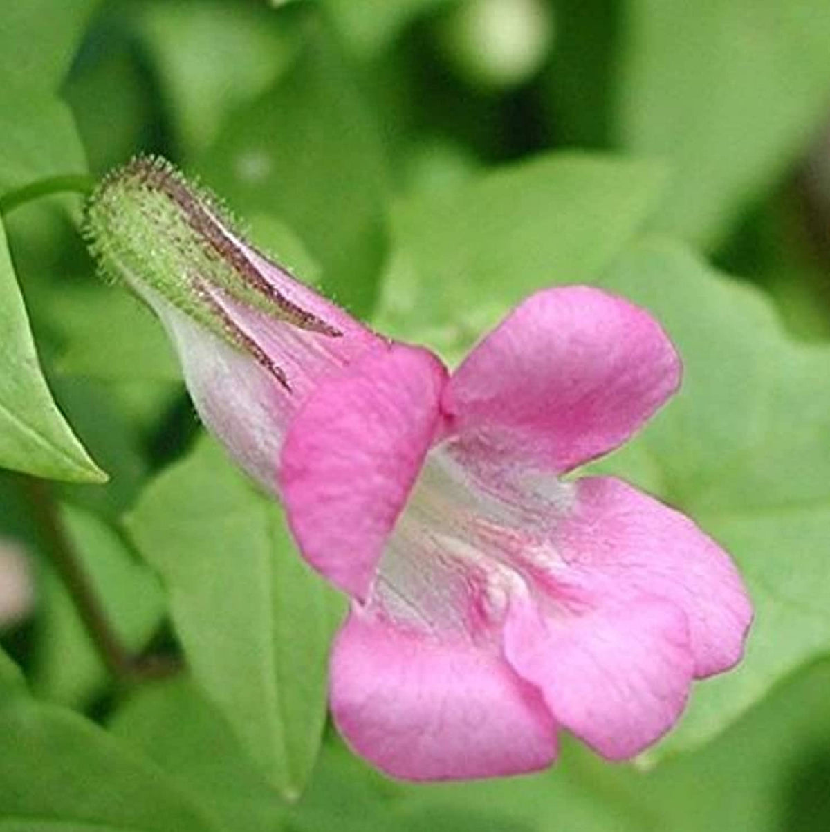 Pink Asarina Flower seeds for Planting - Bright Blooms, Heirloom & GMO Free Seeds for Home Garden
 
 Sale seeds for planting in home garden